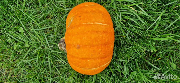 Тыква и кабачки домашние