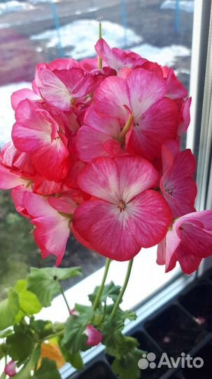 Пеларгония герань