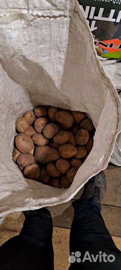 Продам картофель