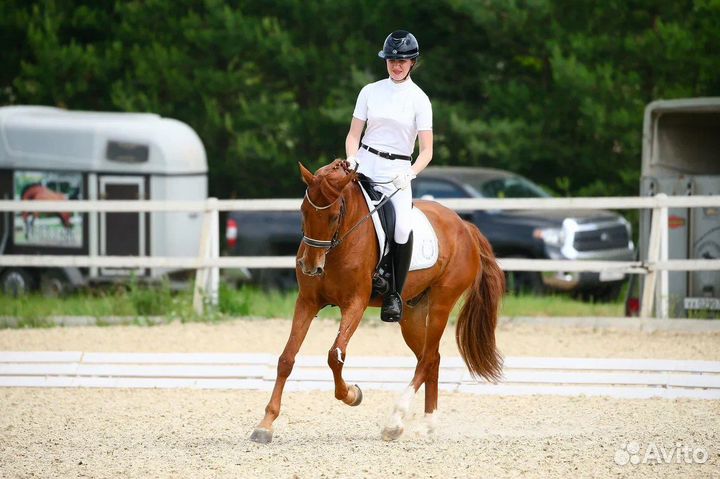 Выездковый мерин