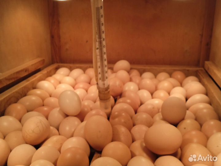 Инкубатор для яиц