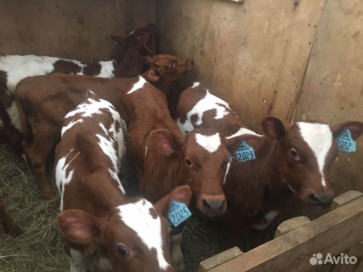 Бычки и быки