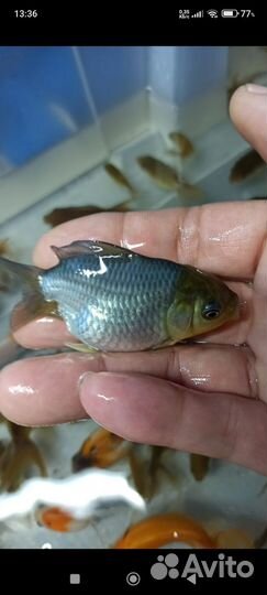 Малек рыб Аранды и реукинов