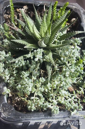 Суккуленты. Хавортия, красулла, эхеверия, седум