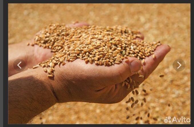 Пшеница, зерносмесь