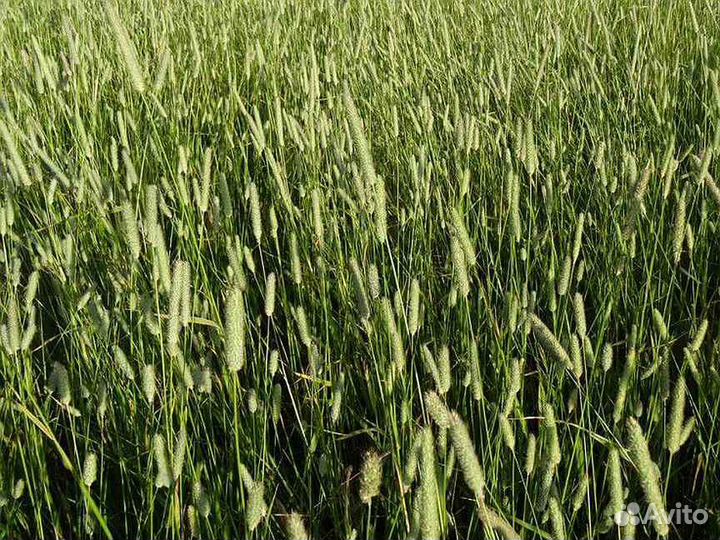 Семена Тимофеевка, Сорта: Нарымская