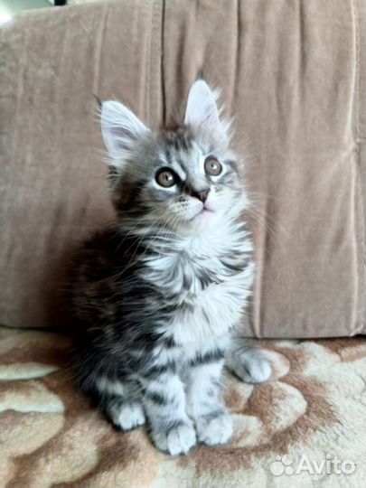 Котята мейн-кун