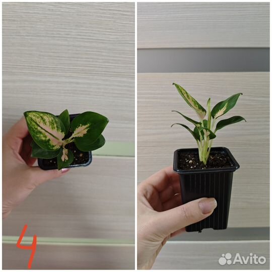 Аглаонемы(детки). Филодендроны (детки)