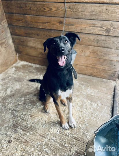 Гера опять в приюте