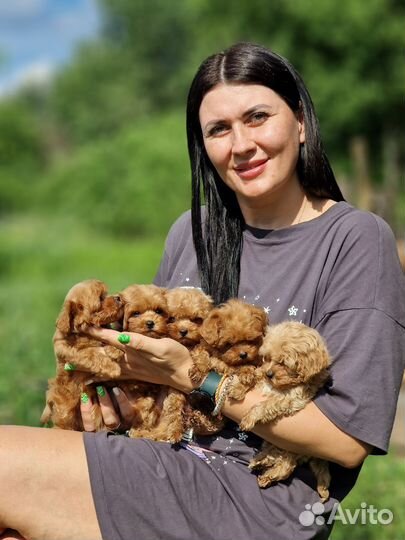 Щенки мальтипу мини