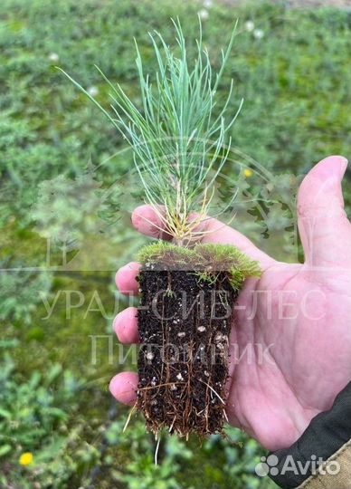 Предзаказ Горная сосна Мугус зкс сеянцы