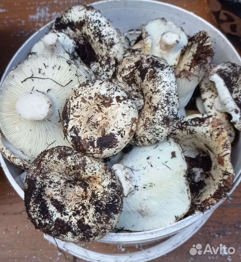 Грузди сухие