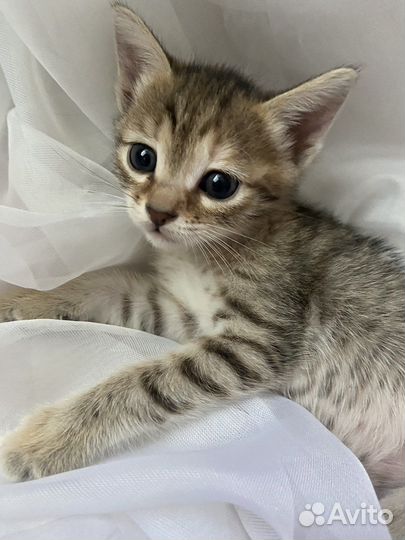 Отдам котенка (девочку) в добрые руки