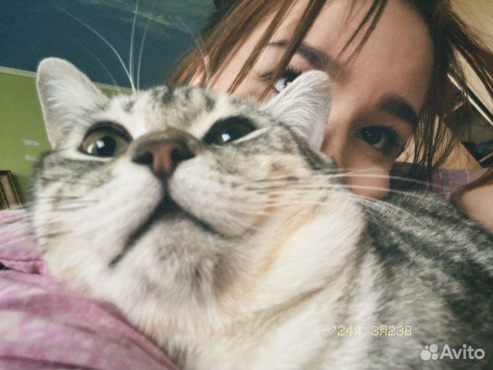 Британский кот,вязка