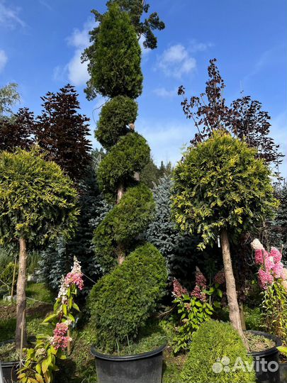 Саженцы туи