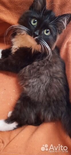 Котёнок Маркиз