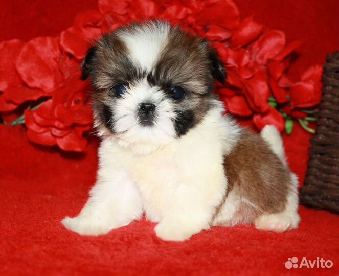 Ши-тцу кукольные щеночки мини, микро и стандарт
