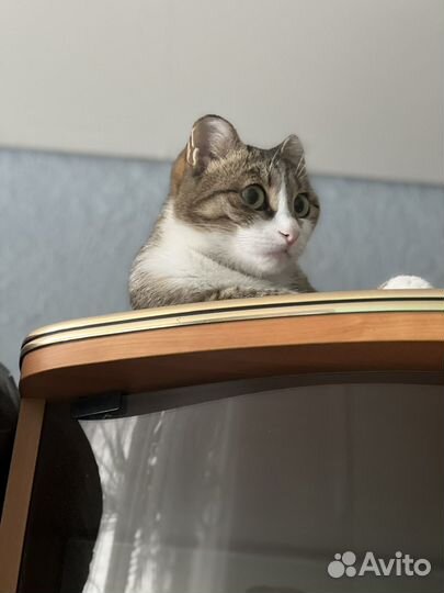 Отдам кошку в добрые руки