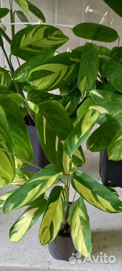 Ктенанта лубберса,вариегатный клер