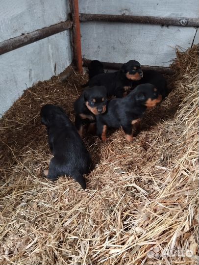 Щенки Ротвейлера