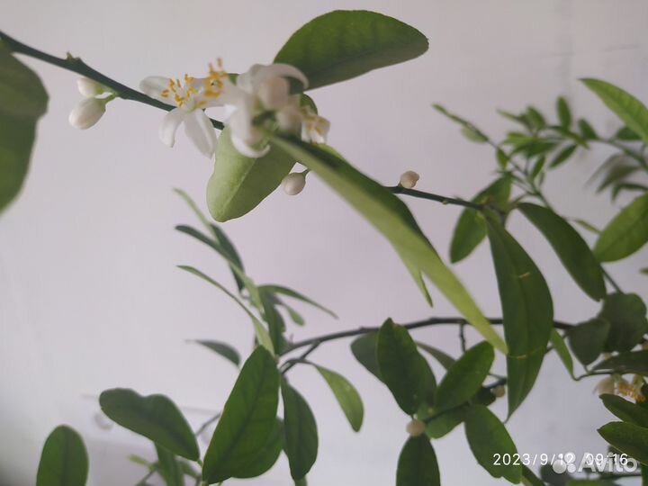 Лимонное дерево привитое с плодами