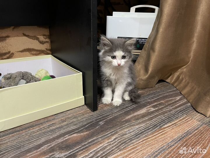 Котята в хорошие руки