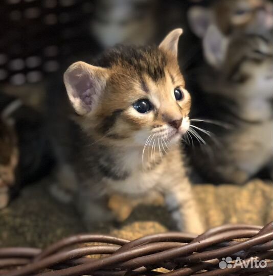 Абиссинская