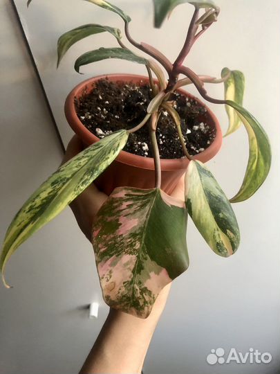 Филодендрон Strawberry shake