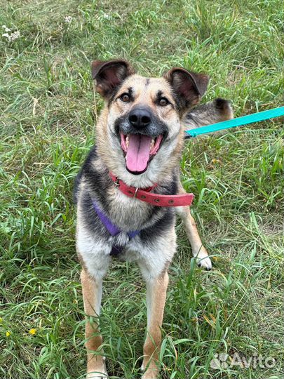 Собака в добрые руки