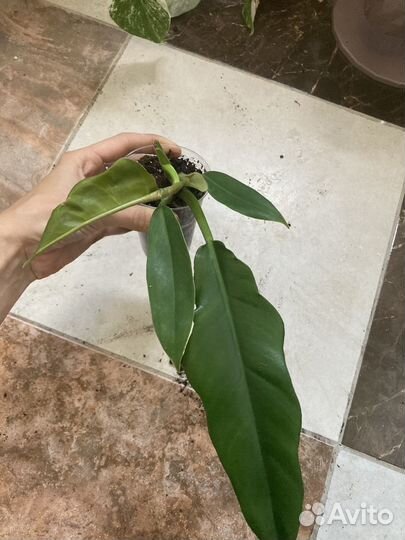 Комнатные растения 2