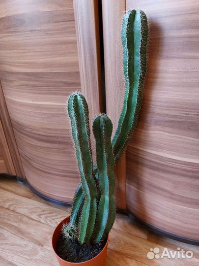 Кактус 68 см от пола