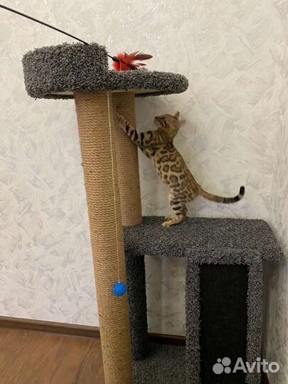 Когтеточка