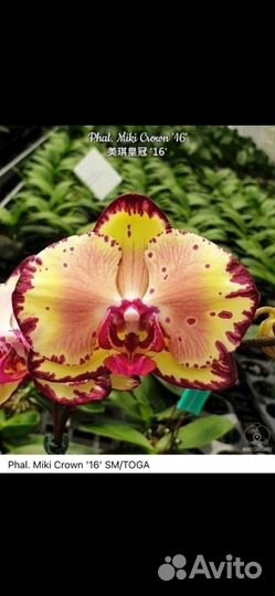 Орхидея фаленопсис