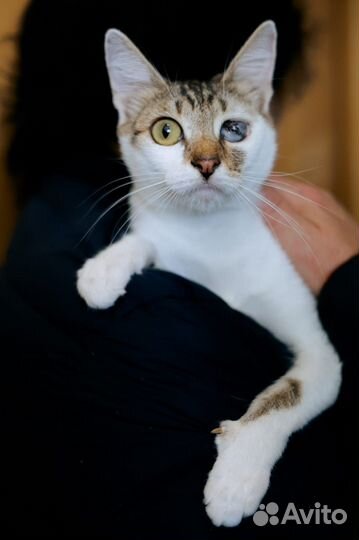 Кошка из приюта