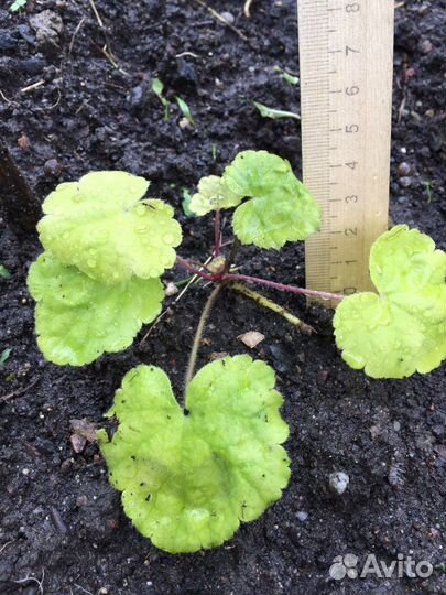 Гейхера лимонная