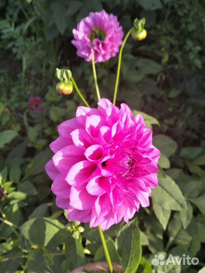 Ирисы,Канны