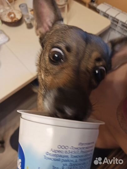 Собачка ищет дом