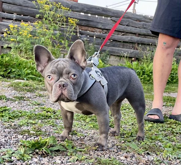 Французский бульдог
