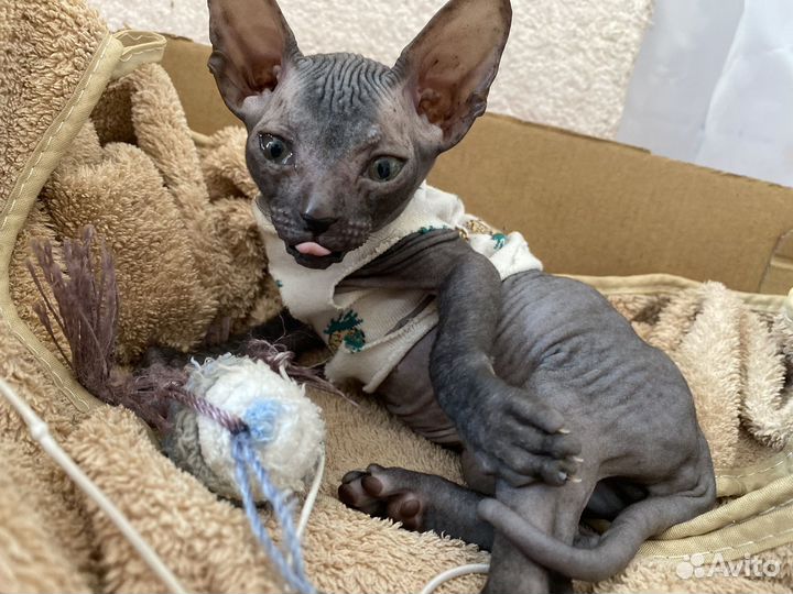 Канадский сфинкс котенок девочка