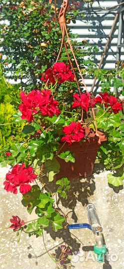 Плющелистная пеларгония