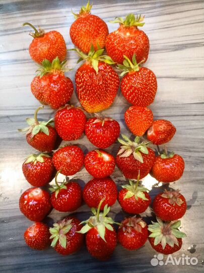 Усы Виктория Фестивальная и Машенька