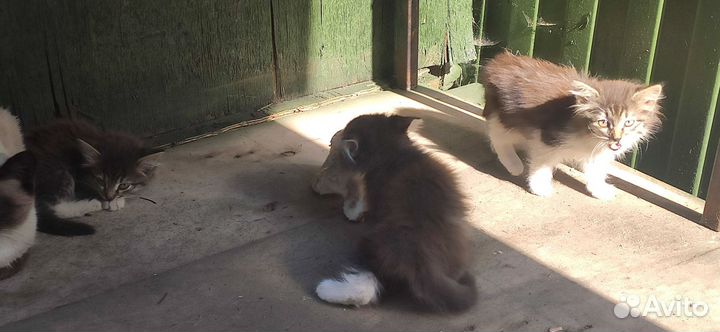 Котята в добрые руки