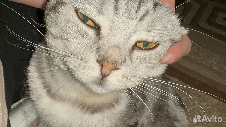 Кошка вислоухая