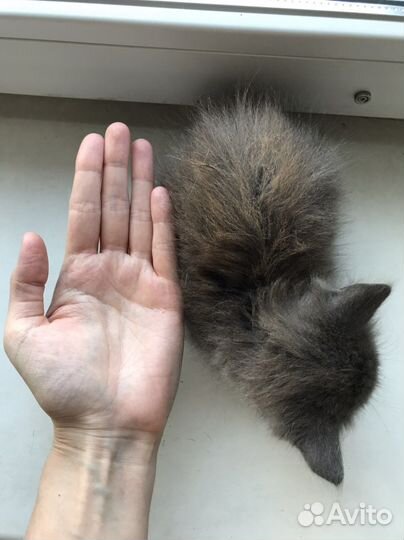 Пушистый котенок девочка