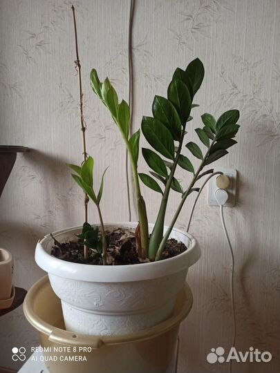 Замиокулькас