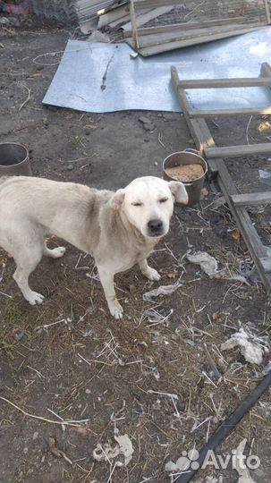 Собакам нужна помощь