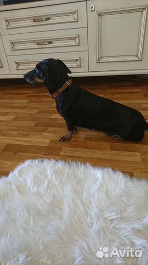 Передержка собак мелких пород