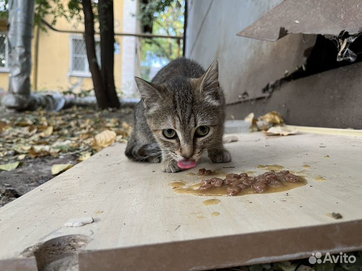 Котёнок девочка на улице