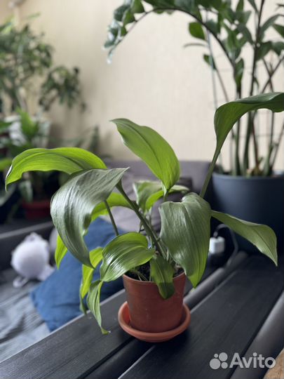 Эухарис амазонская лилия