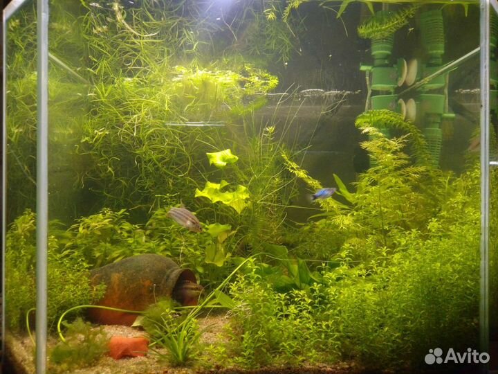 Аквариумные растения разные, мхи, папоротники